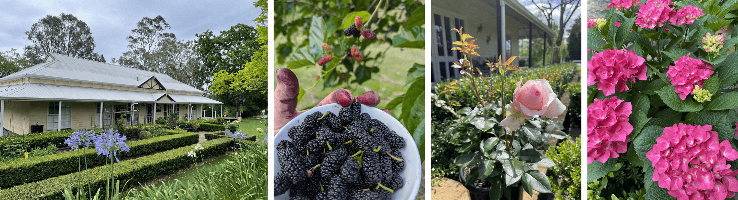 Book a Consult Header